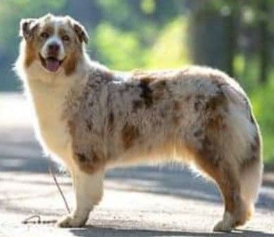 Lassie red des Gardiens d'Hadès